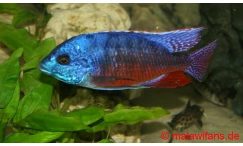 Protomelas taeniolatus namalenji